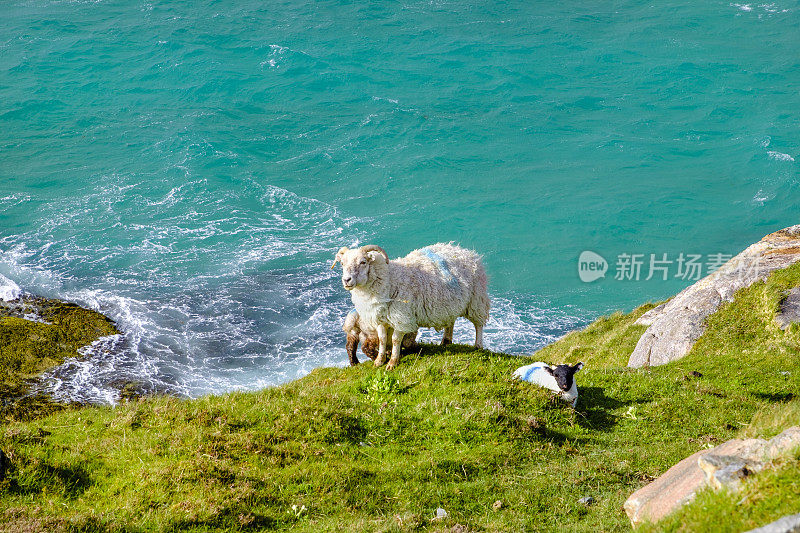 苏格兰外赫布里底群岛(Outer Hebrides)，路易斯和哈里斯岛(Lewis and Harris)南部，面向大海的绵羊和小羊羔